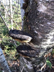 Phellinus nigricans