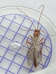 Ophion obscuratus