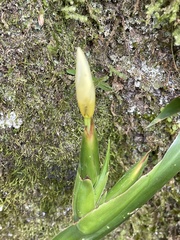 Trimezia gracilis