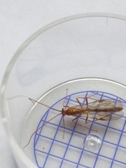 Ophion obscuratus
