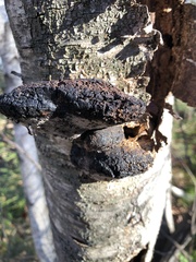 Phellinus nigricans