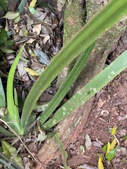 Trimezia gracilis
