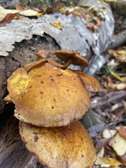 Gymnopilus luteus