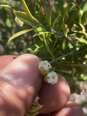 Diospyros