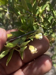 Diospyros