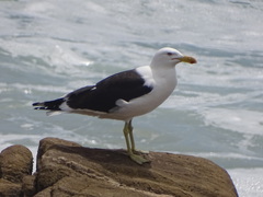 Larus dominicanus vetula