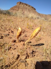 Podaxis pistillaris
