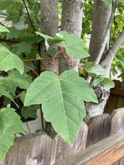 Acer rubrum