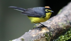 Myioborus melanocephalus