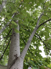 Acer rubrum