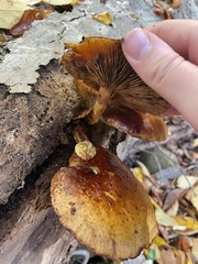 Gymnopilus luteus