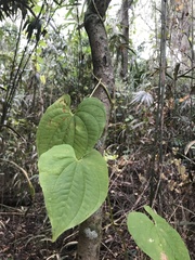 Dioscorea bulbifera