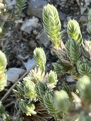 Crucianella maritima