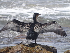 Phalacrocorax capensis