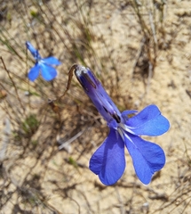 Lobelia chamaepitys