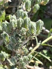 Crucianella maritima