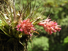 Tillandsia geminiflora