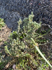 Crucianella maritima