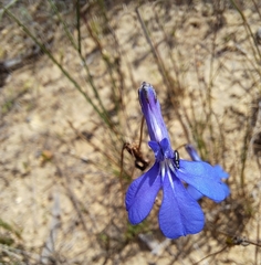 Lobelia chamaepitys
