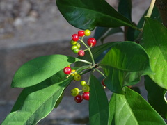 Psychotria asiatica