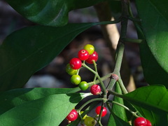 Psychotria asiatica