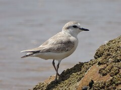 Charadrius marginatus