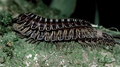Stenoniodes