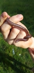 Typhlopidae