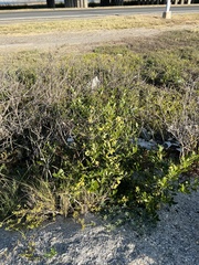 Avicennia germinans