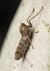 Alsophila pometaria