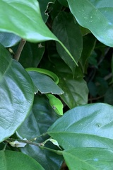 Ahaetulla prasina