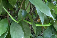 Ahaetulla prasina
