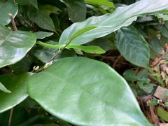 Ahaetulla prasina