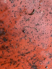 Steatoda grossa