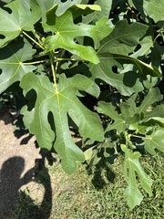 Ficus