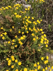 Chrysocoma coma-aurea