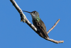 Saucerottia cyanocephala