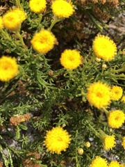 Chrysocoma coma-aurea