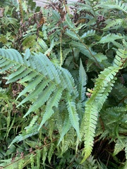 Dryopteris ludoviciana