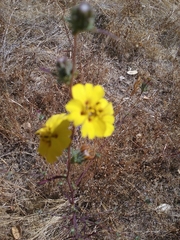 Calycadenia truncata