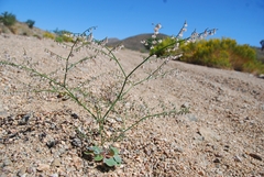 Eriogonum deflexum deflexum