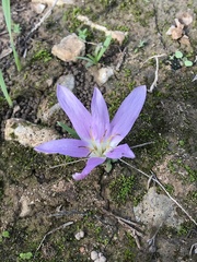 Colchicum filifolium