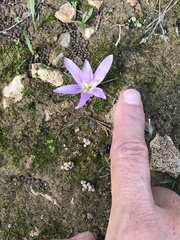 Colchicum filifolium