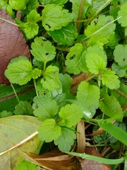Veronica chamaedrys