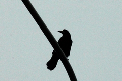 Corvus frugilegus