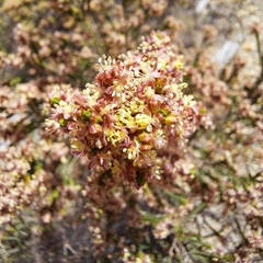 Passerina corymbosa