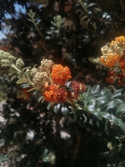 Buddleja coriacea