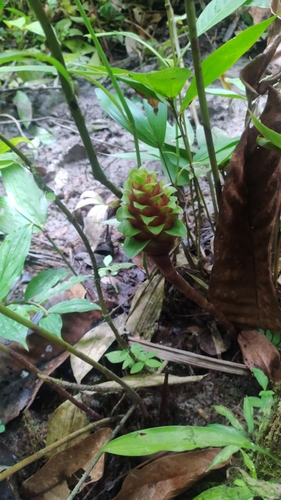 Costus claviger (Costus claviger)