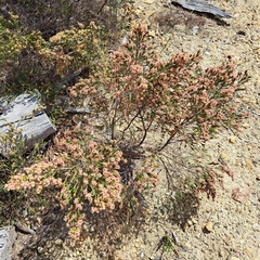 Passerina corymbosa