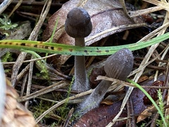 Mycena capillaripes